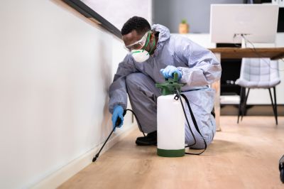 Black Ant Extermination