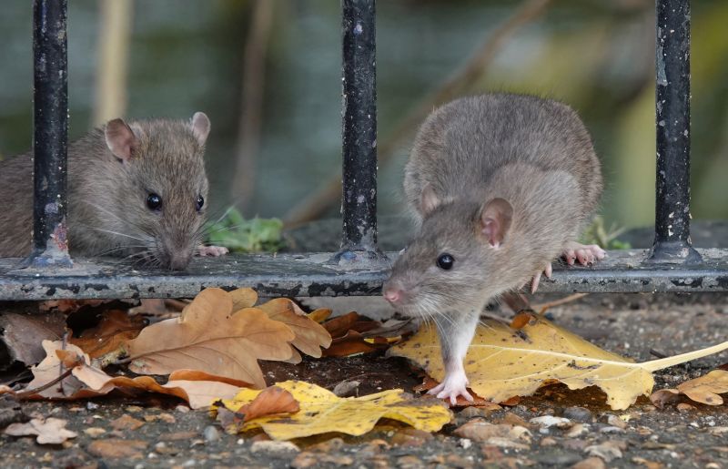 Rats Extermination