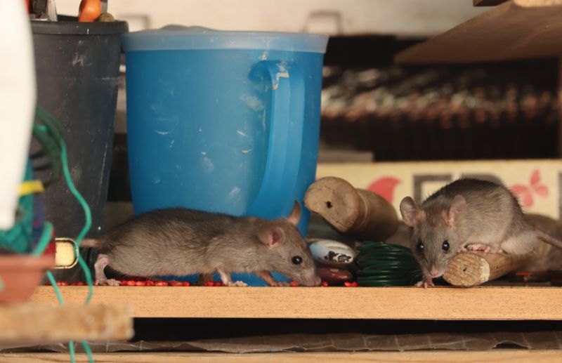 Rats Extermination
